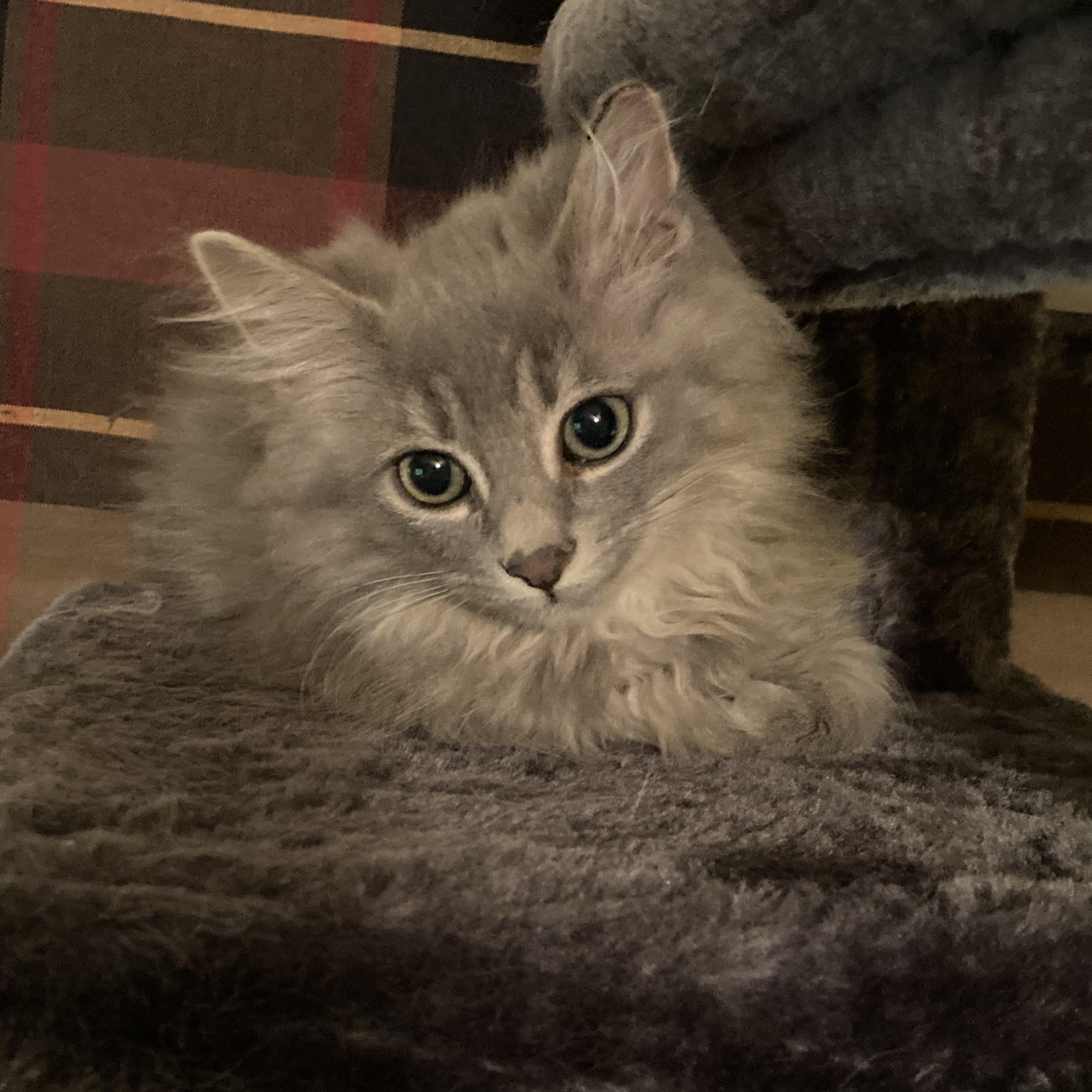 Squirrel and Dusty Bunny, adopted, Kitten Male Domestic Long Hair.