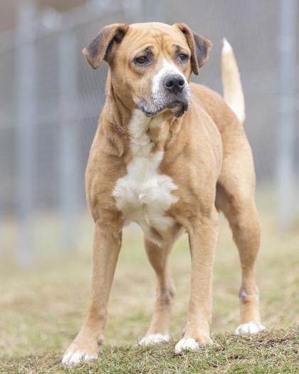 Enlarge Joel, a ADOPTABLE mixed breed in Bedford, IN image 2/3