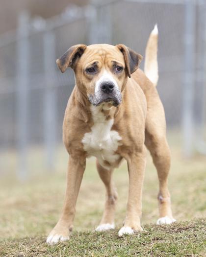 Enlarge Joel, a ADOPTABLE mixed breed in Bedford, IN image 3/3