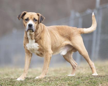 Enlarge Joel, a ADOPTABLE mixed breed in Bedford, IN image 1/3