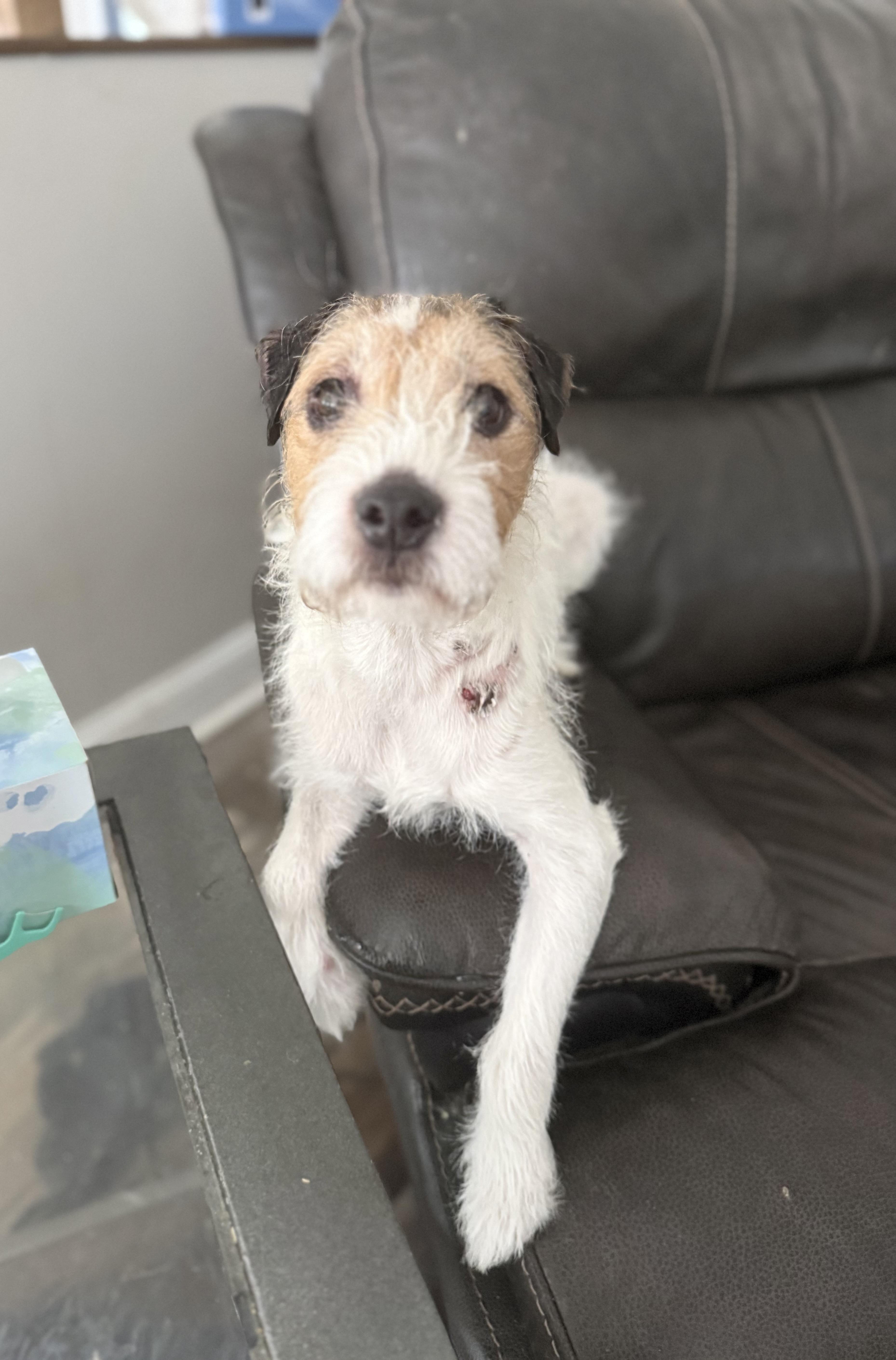 Enlarge Teddi , a ADOPTABLE mixed breed in White Lake, MI image 2/6