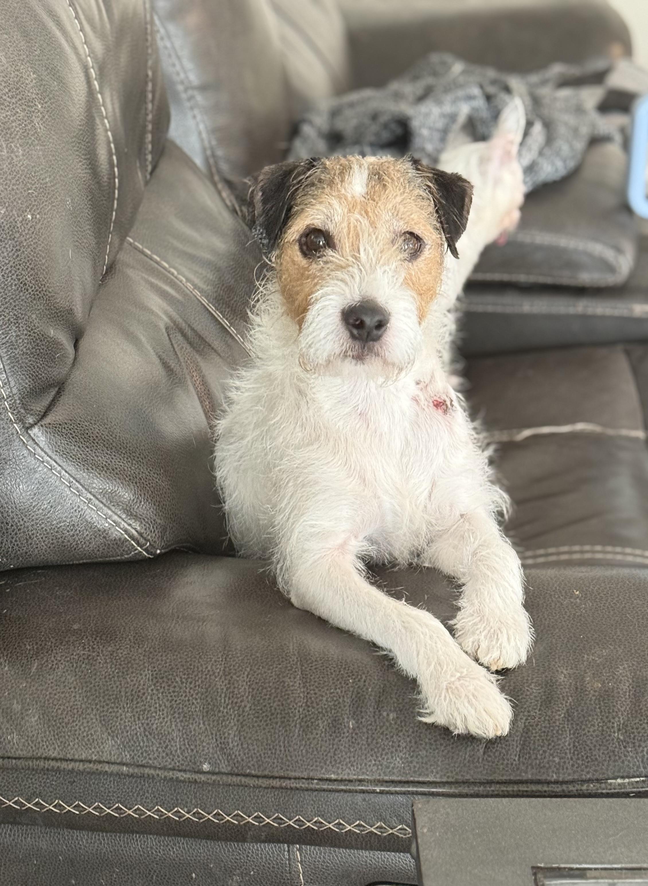 Enlarge Teddi , a ADOPTABLE mixed breed in White Lake, MI image 4/6