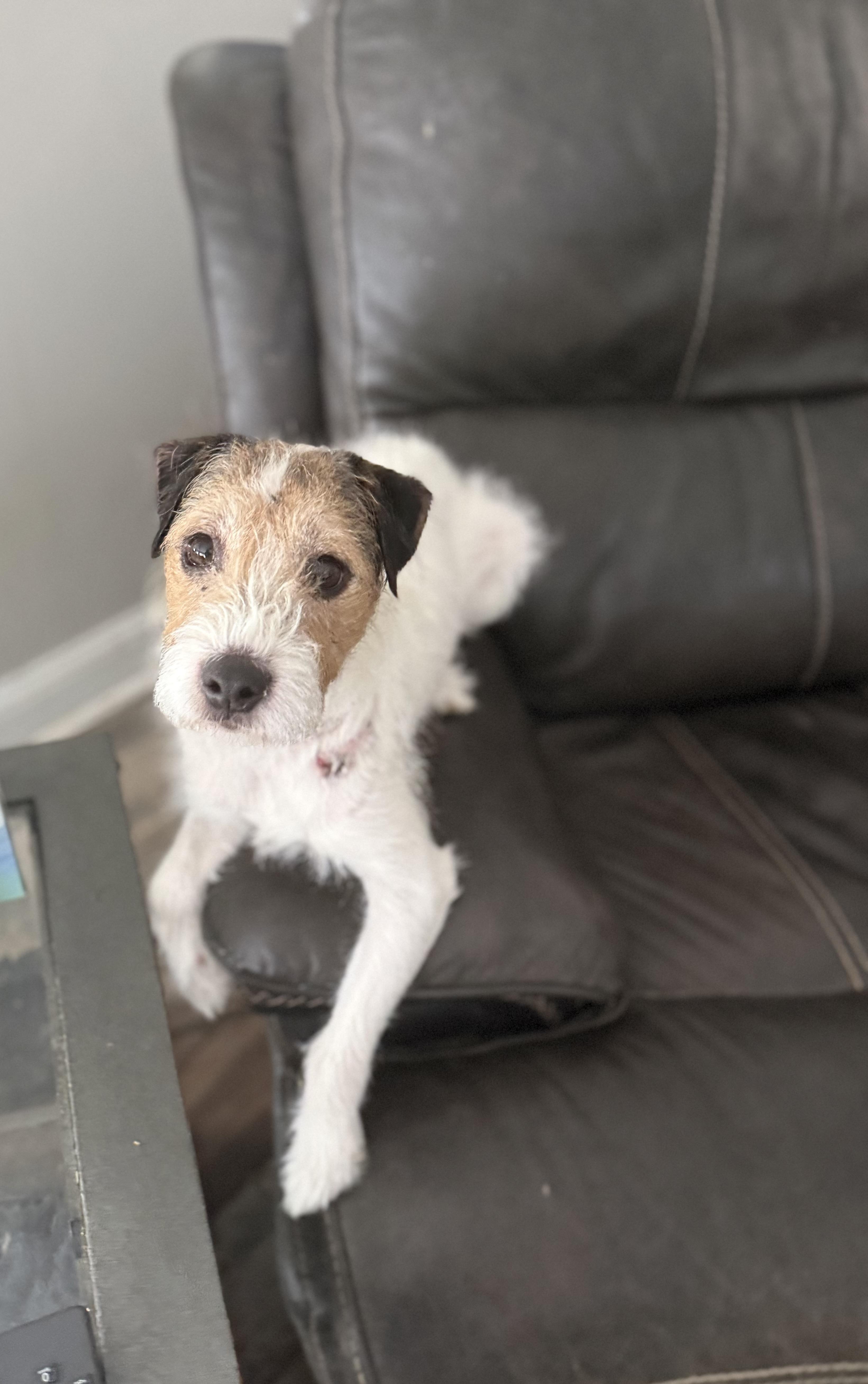 Enlarge Teddi , a ADOPTABLE mixed breed in White Lake, MI image 5/6