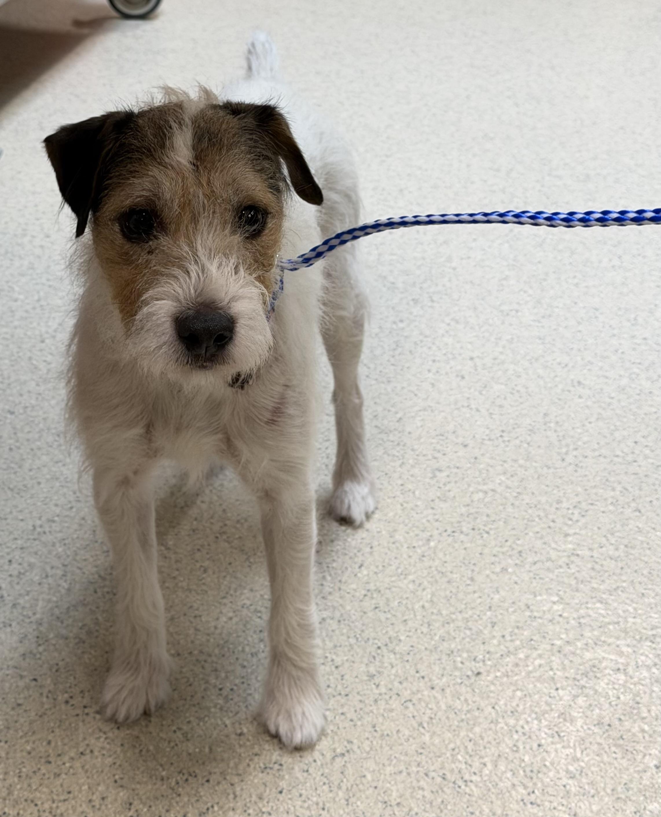 Enlarge Teddi , a ADOPTABLE mixed breed in White Lake, MI image 6/6