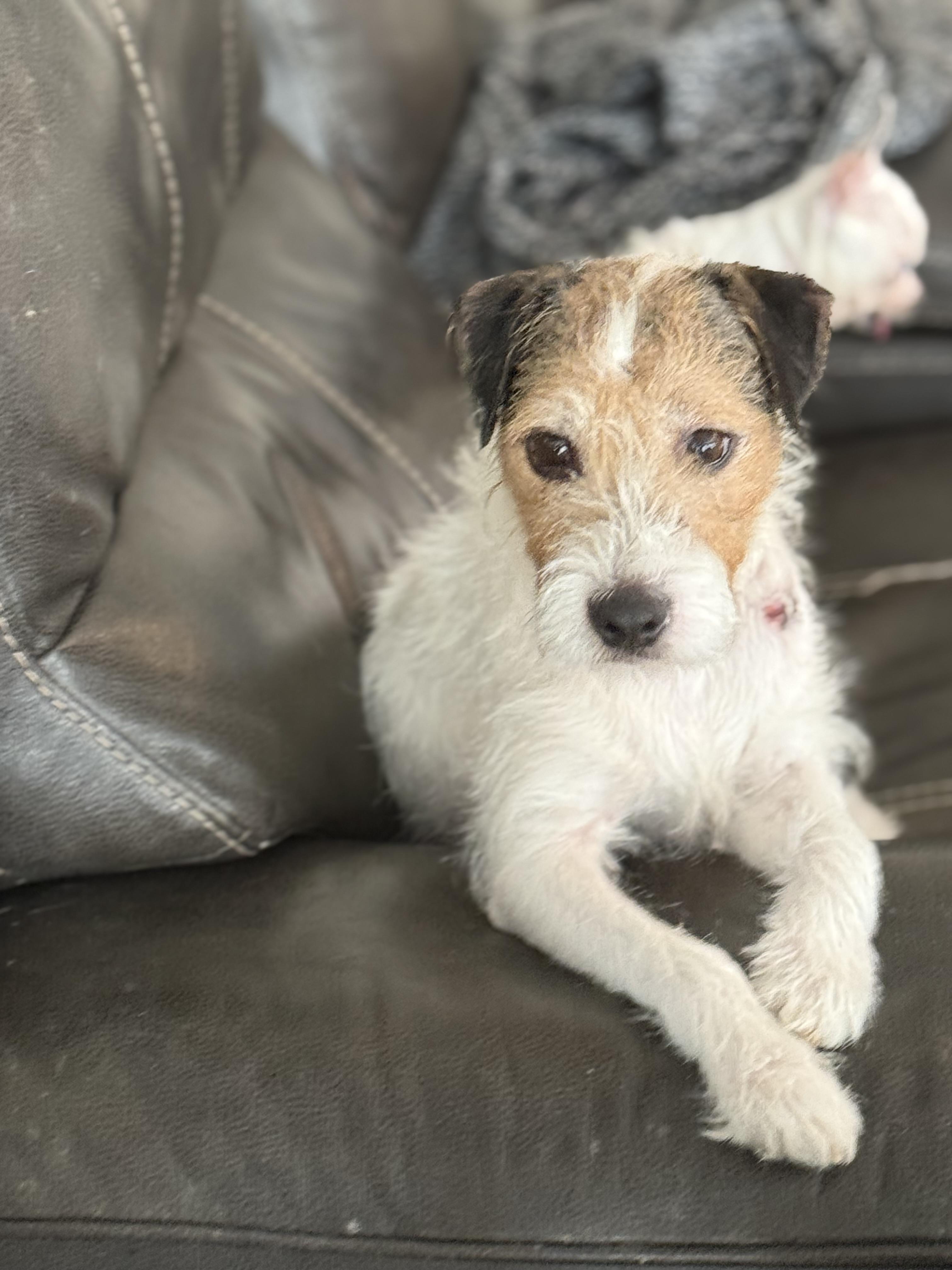 Teddi , ADOPTABLE, Adult Male Parson Russell Terrier & Jack Russell Terrier.