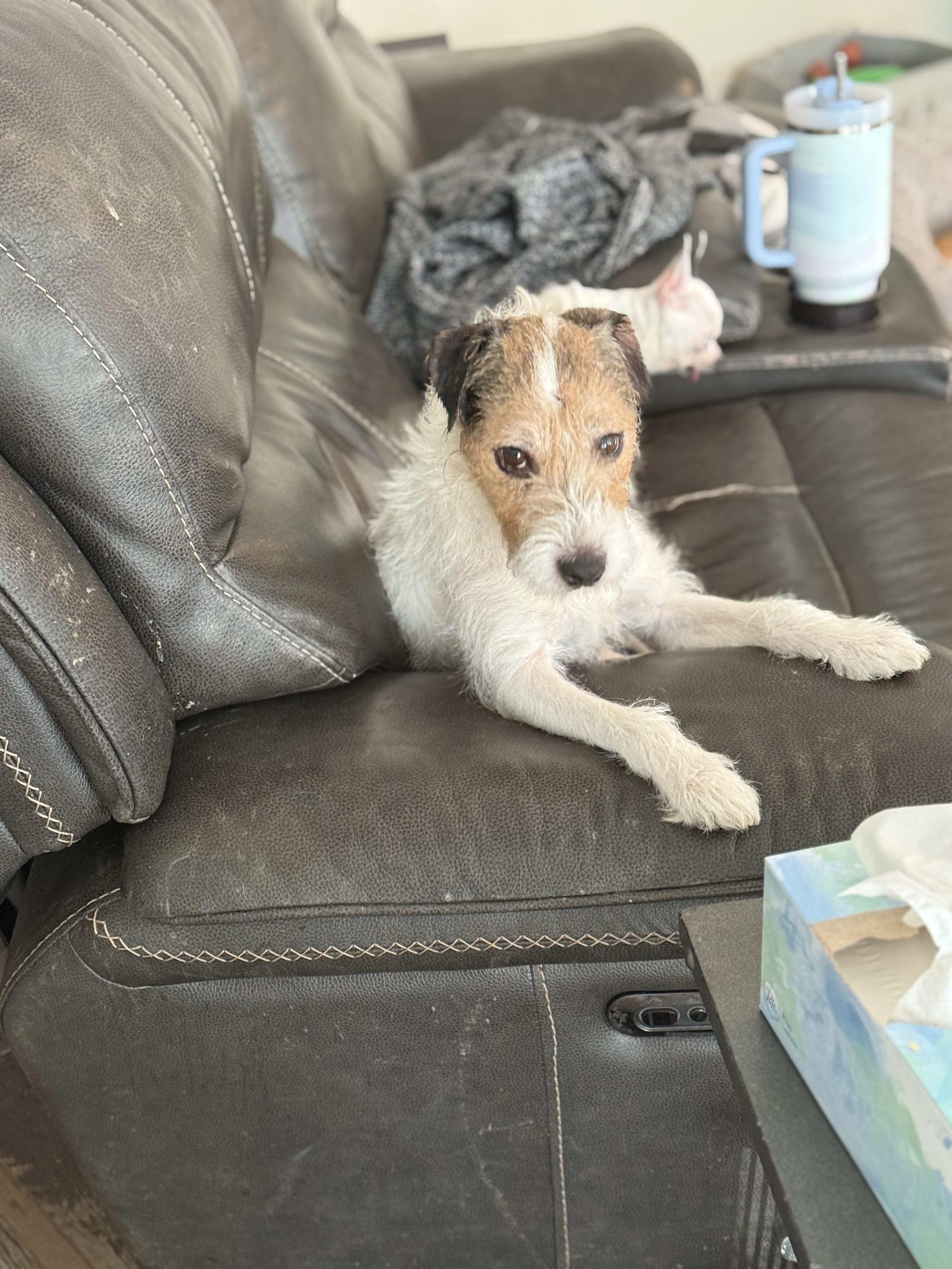 Enlarge Teddi , a ADOPTABLE mixed breed in White Lake, MI image 3/6