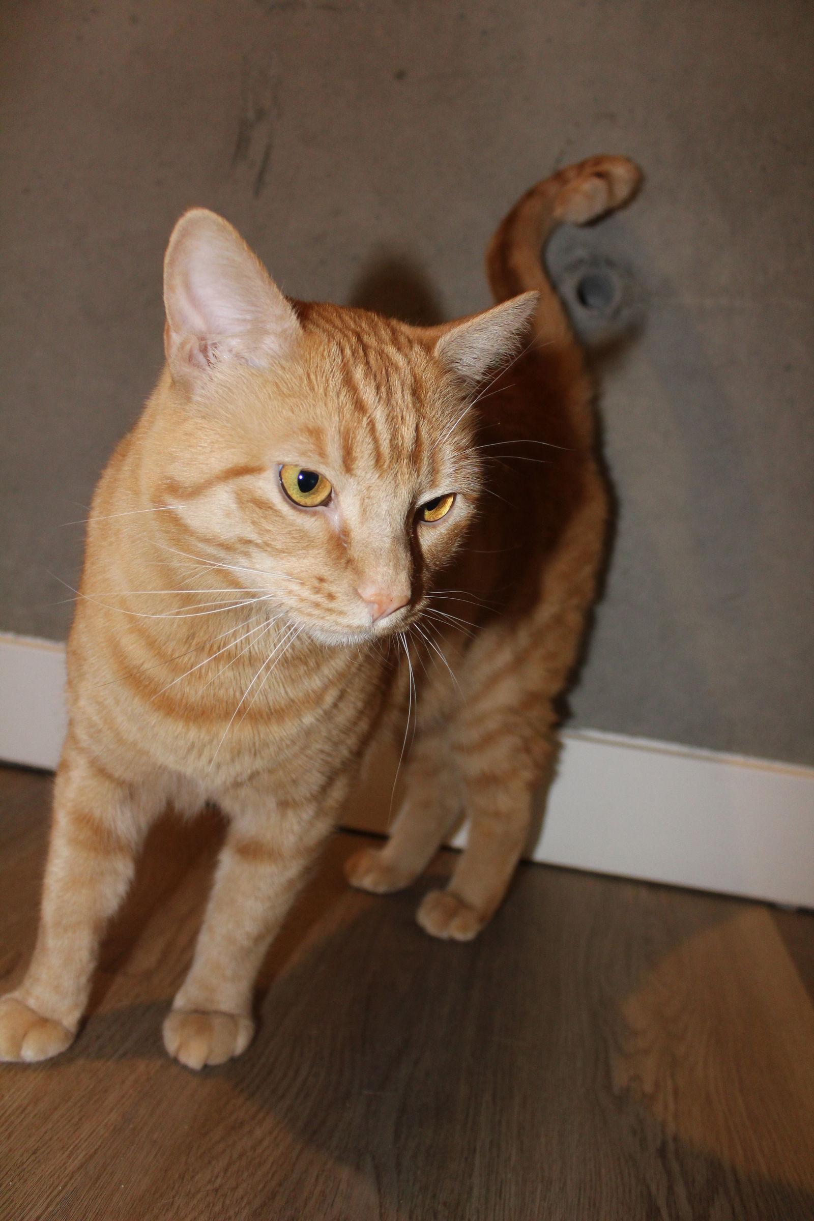 SIMBA #1777 - Offered by Owner, Adopted, Adult Male Domestic Short Hair & Tabby.