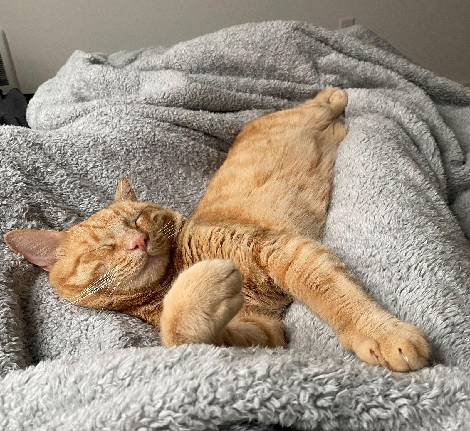 SIMBA #1777 - Offered by Owner, a Adopted mixed breed in Hillsboro, OR image 2/3