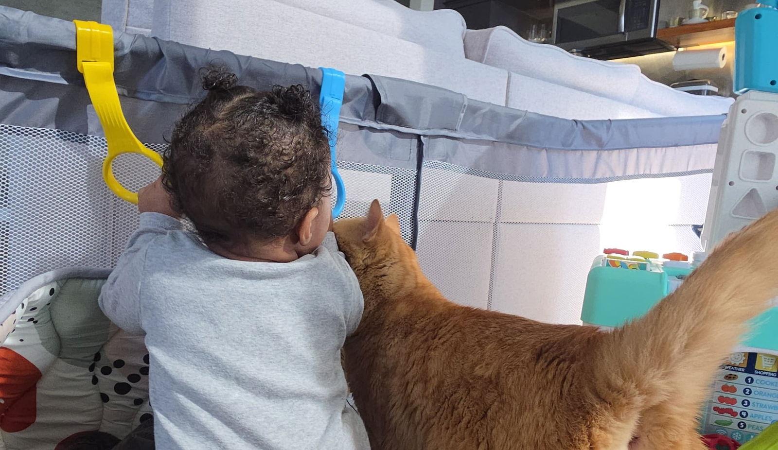 SIMBA #1777 - Offered by Owner, a Adopted mixed breed in Hillsboro, OR image 3/3