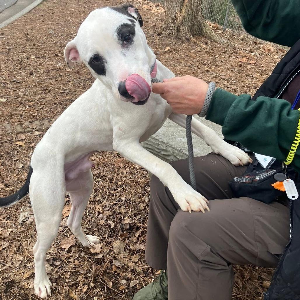 Icee, Adoptable, Adult Male Mixed Breed.