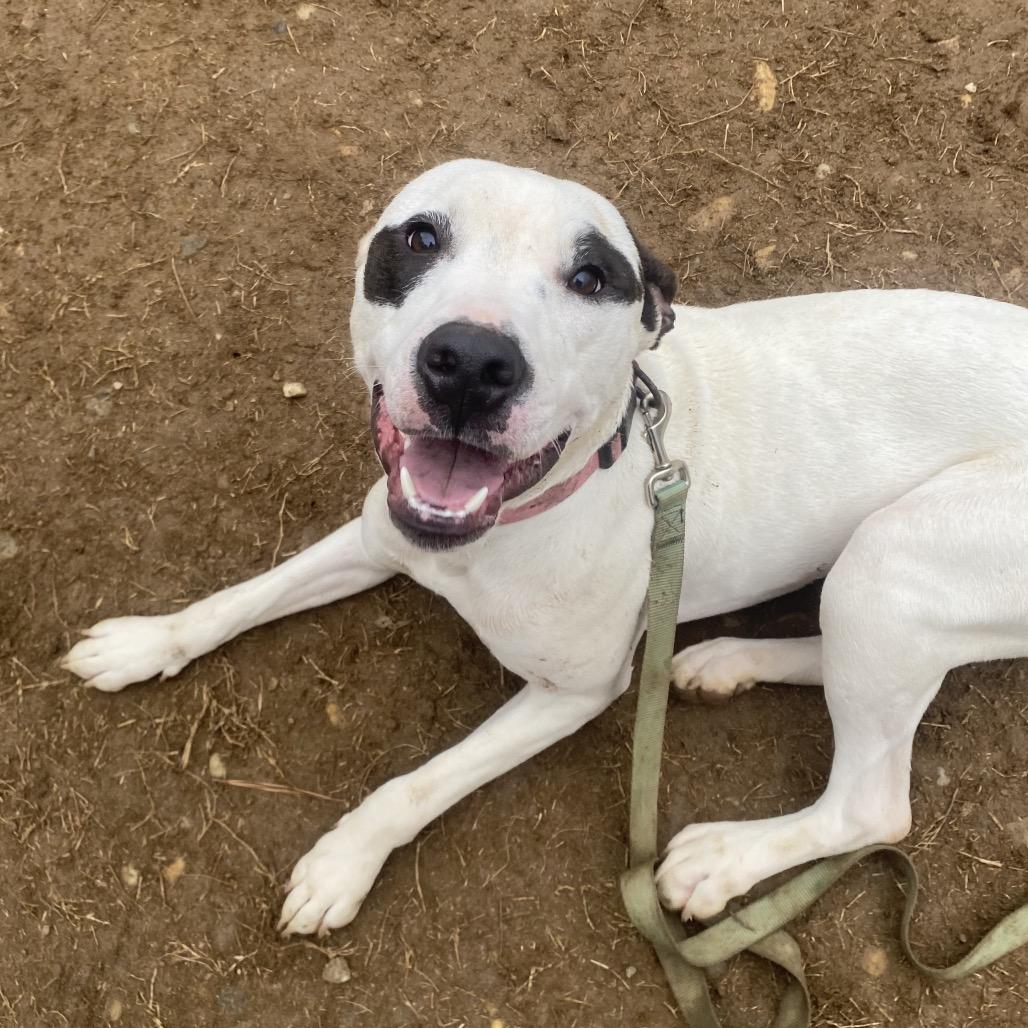 Enlarge Icee, a Adoptable Mixed Breed in Hamilton, GA image 3/6