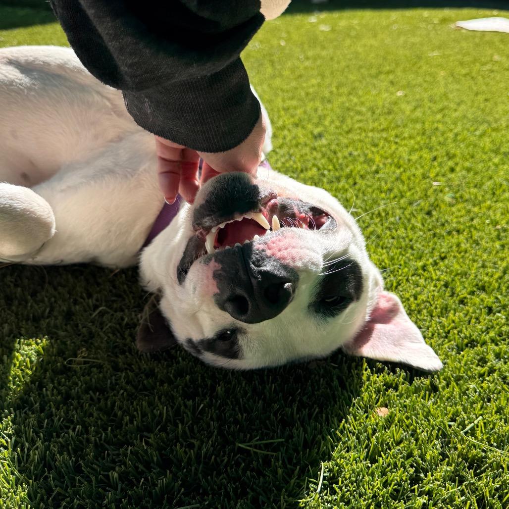 Enlarge Icee, a Adoptable Mixed Breed in Hamilton, GA image 4/6