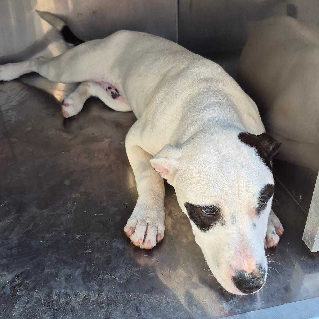 Enlarge Icee, a Adoptable Mixed Breed in Hamilton, GA image 5/6