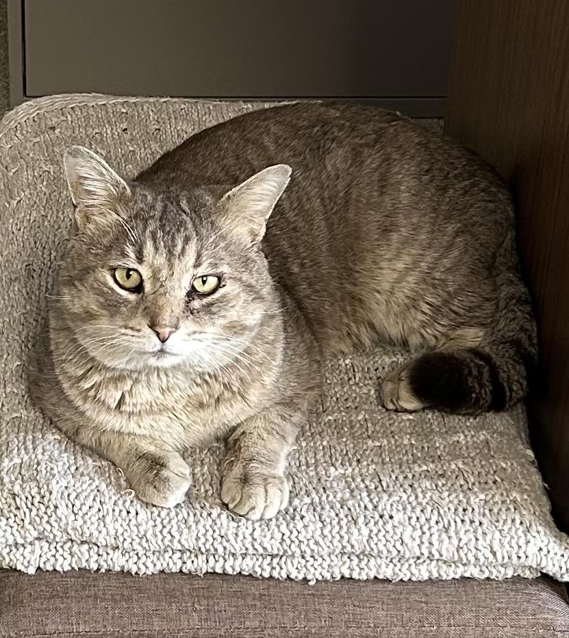 Enlarge Pedro, a ADOPTABLE Domestic Short Hair in Whitehall, PA image 1/1