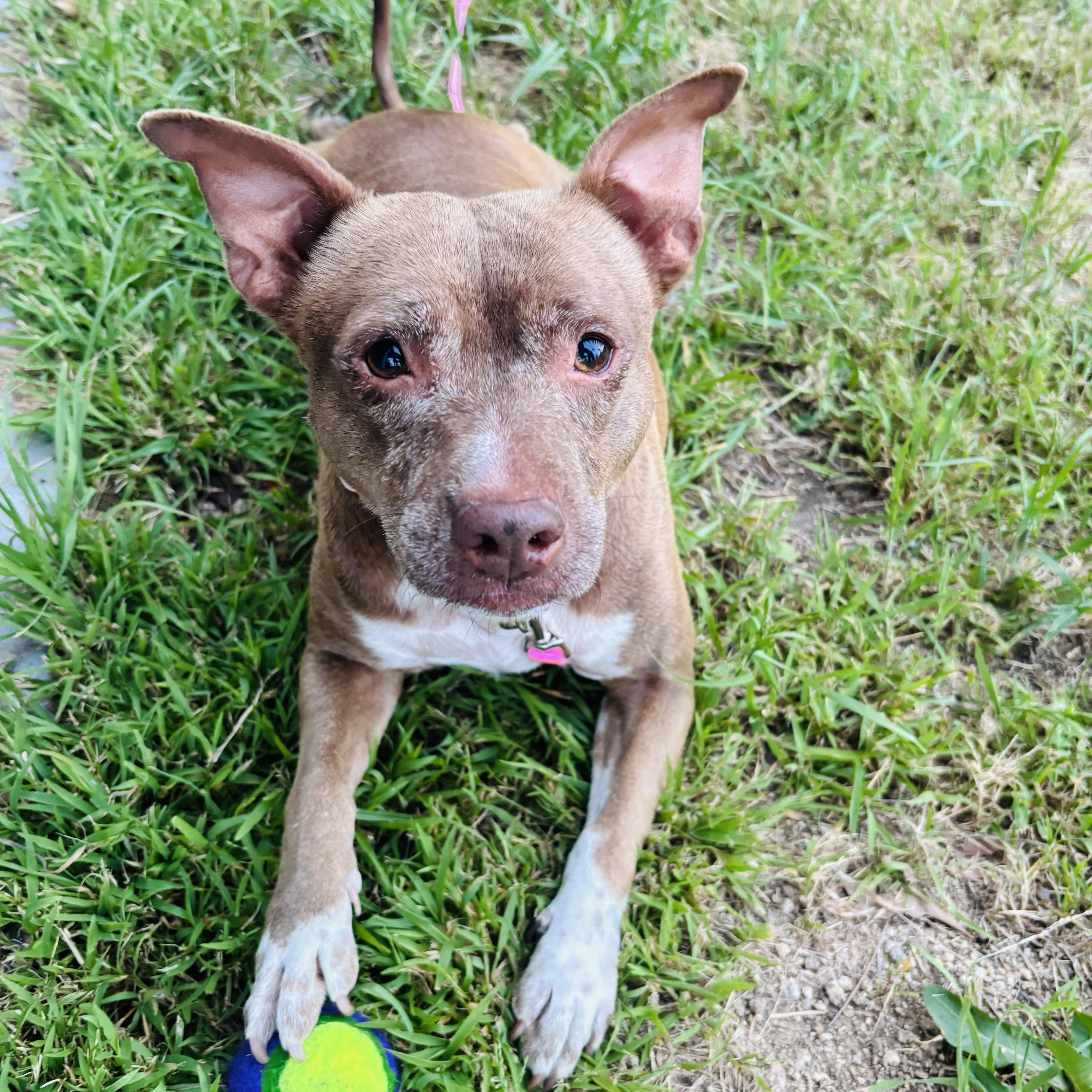 Enlarge Winnie, an adopted mixed breed in Torrance, CA image 1/6