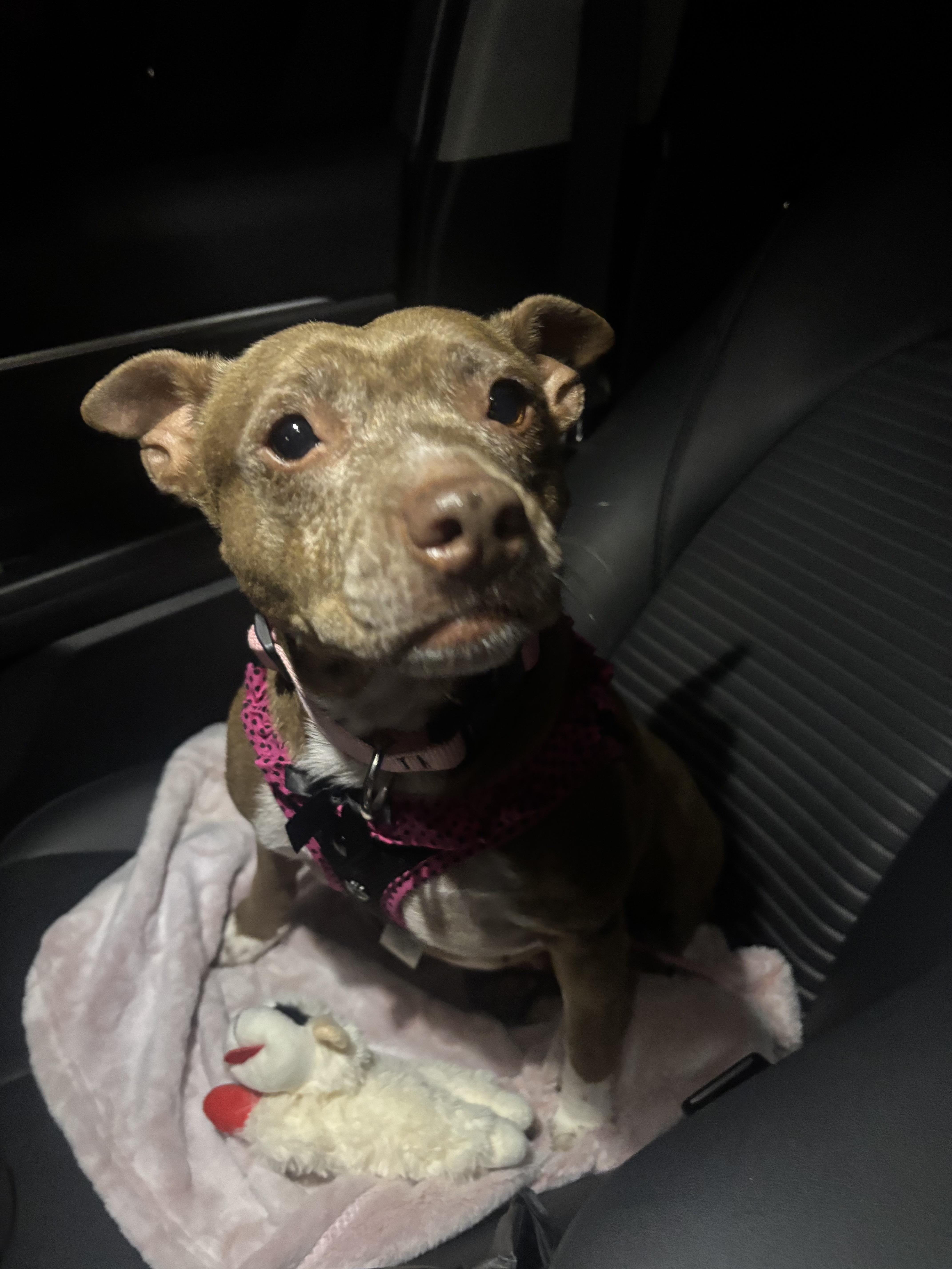 Enlarge Winnie, an adopted mixed breed in Torrance, CA image 4/6