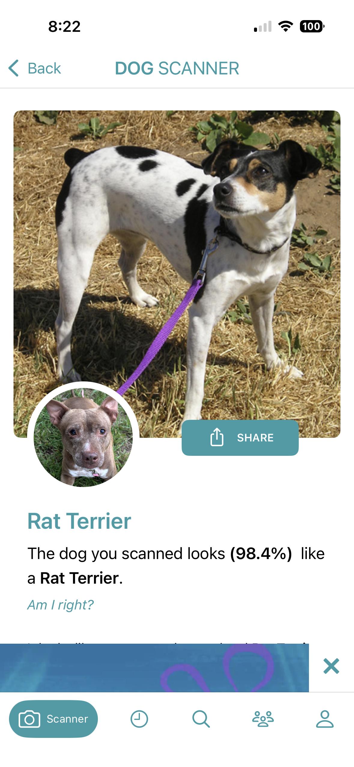 Enlarge Winnie, an adopted mixed breed in Torrance, CA image 5/6