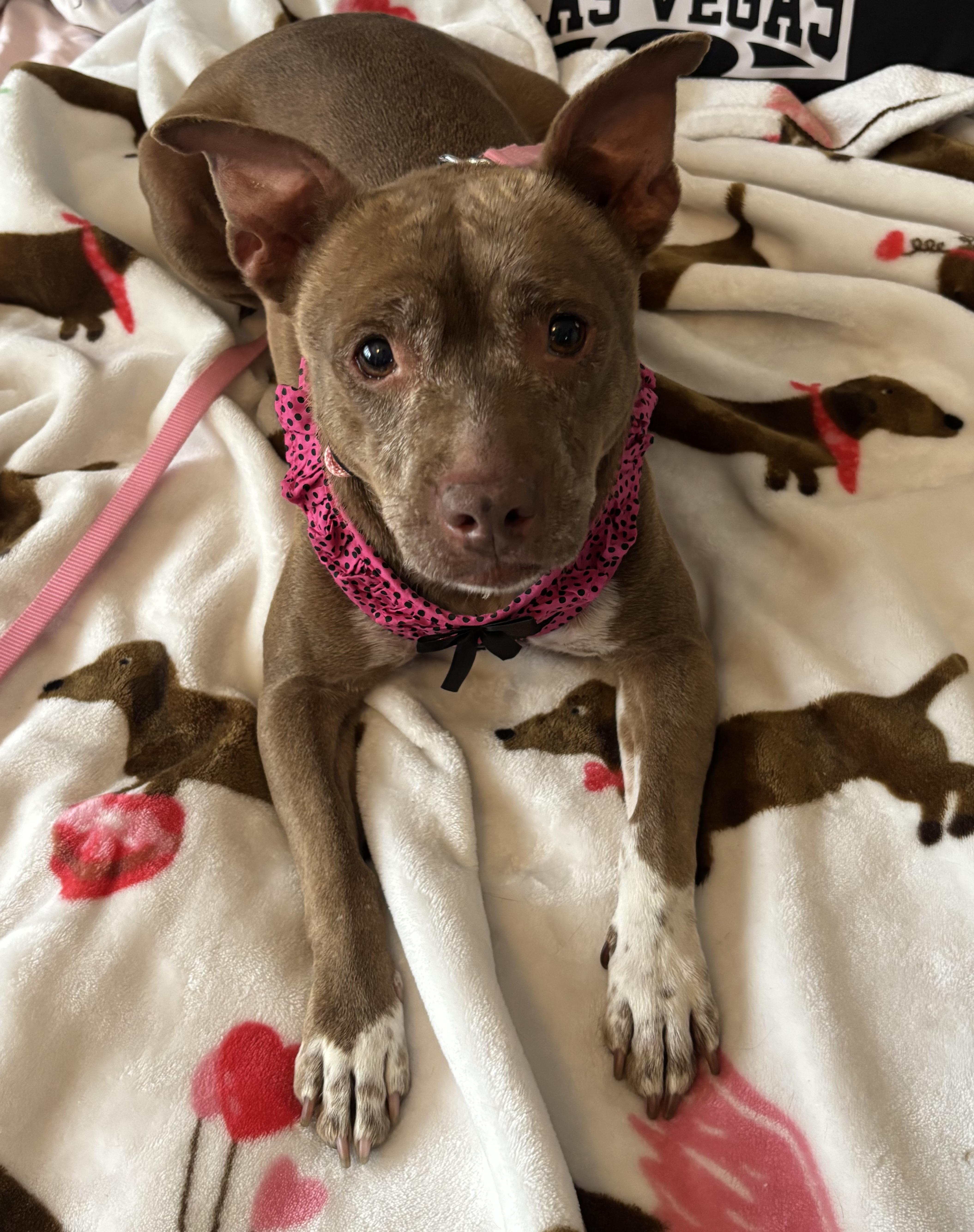 Enlarge Winnie, an adopted mixed breed in Torrance, CA image 2/6