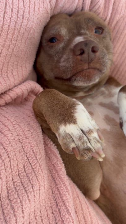 Enlarge Winnie, an adopted mixed breed in Torrance, CA video 6/6