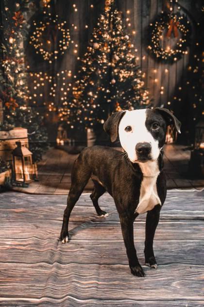 Duke, a Adoptable Pit Bull Terrier in Sullivan, IN image 2/3