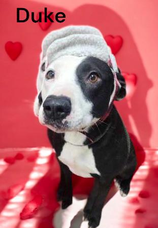 Duke, a Adoptable Pit Bull Terrier in Sullivan, IN image 3/3