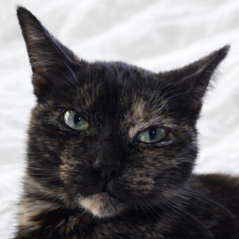 Cleocatra — thumbnail 3