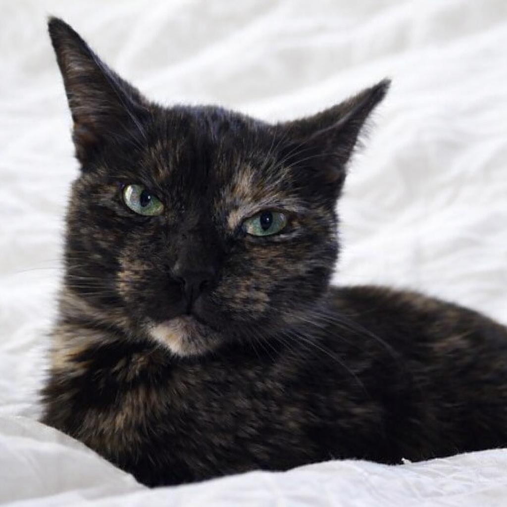 Cleocatra — thumbnail 5