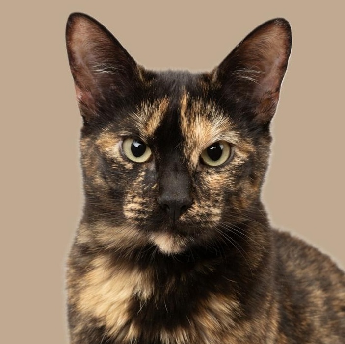 Cleocatra — thumbnail 6