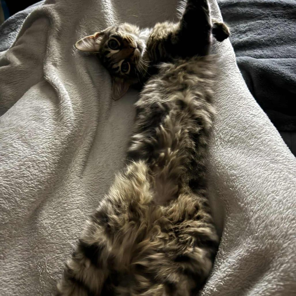 Stitch, Adoptable, Young Male Domestic Long Hair.