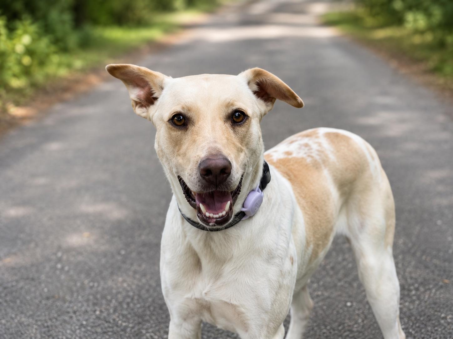 Enlarge Jax, a Adoptable mixed breed in Austin , TX image 1/6
