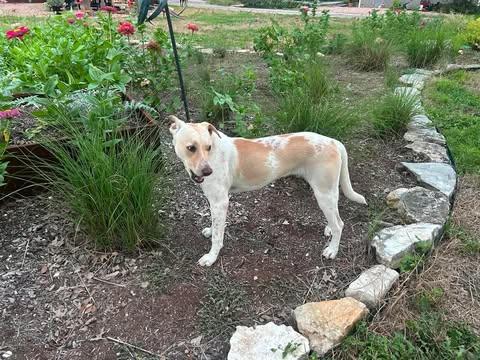 Enlarge Jax, a Adoptable mixed breed in Austin , TX image 3/6