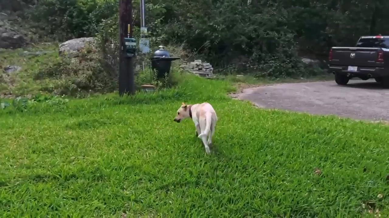 Enlarge Jax, a Adoptable mixed breed in Austin , TX video 6/6
