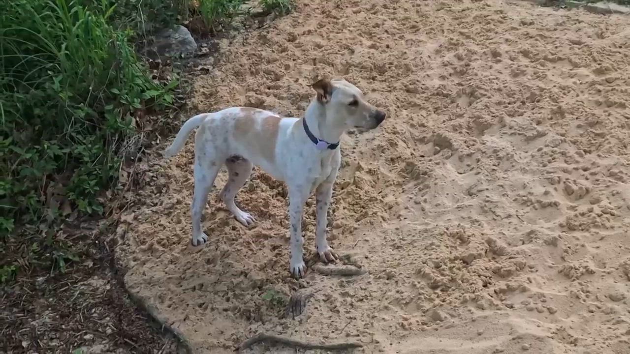 Enlarge Jax, a Adoptable mixed breed in Austin , TX video 4/6