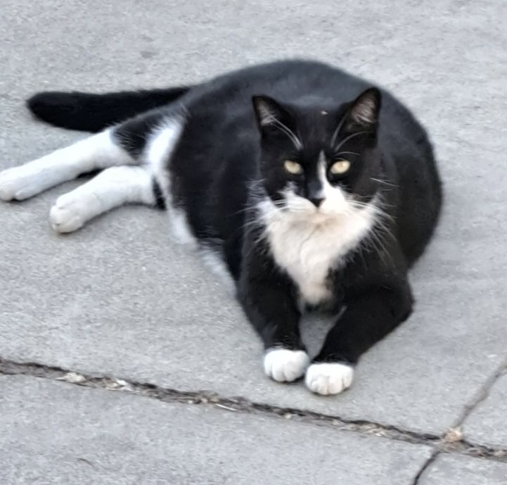 Smitty COURTESY POST, Adult Male Domestic Short Hair