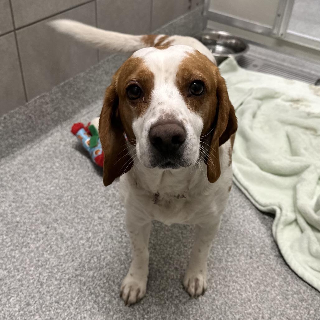 Enlarge Diesel, a Adoptable Beagle in Hinsdale, IL image 1/1