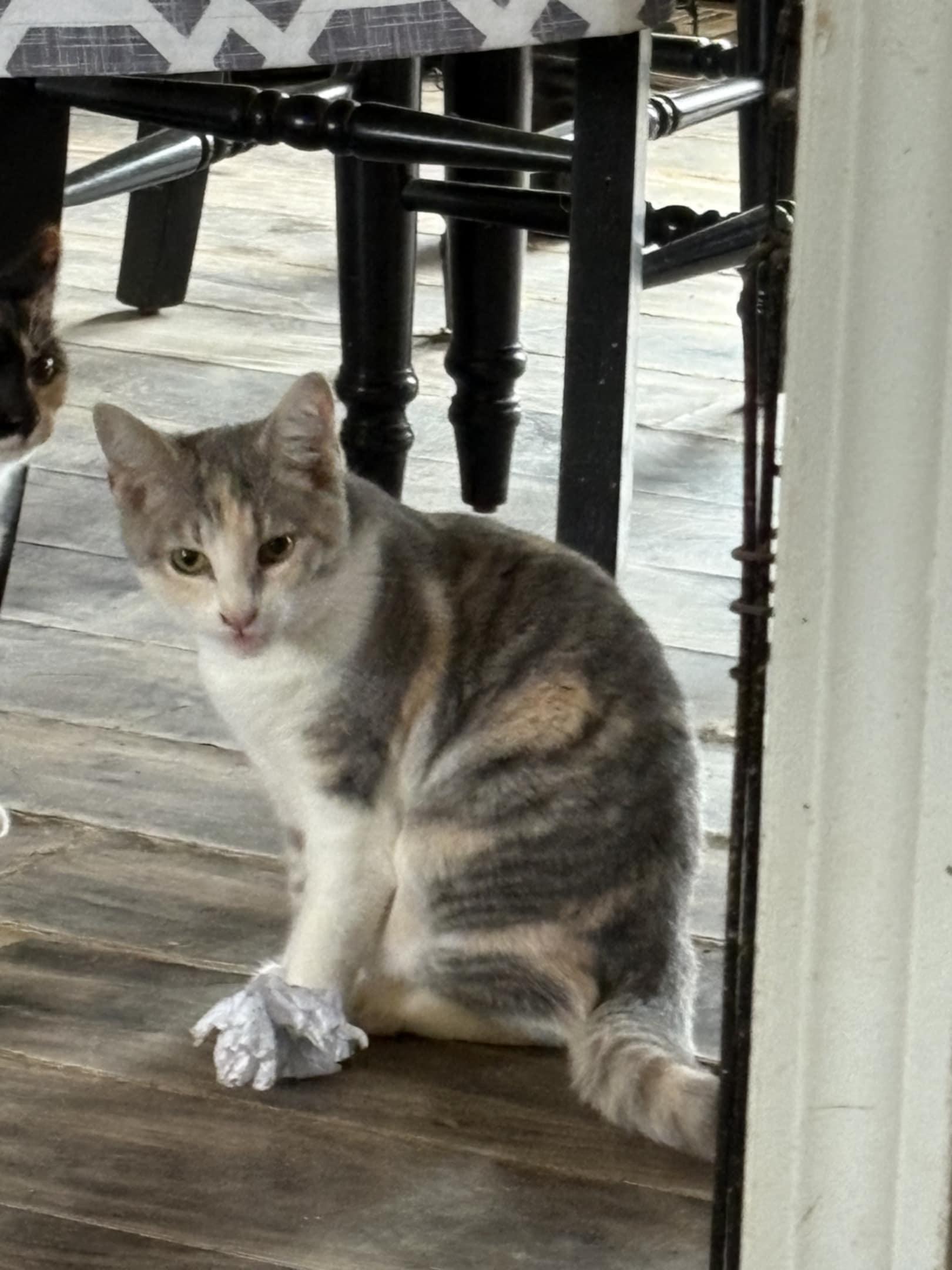 Dutch, Adoptable, Young Female Domestic Short Hair.