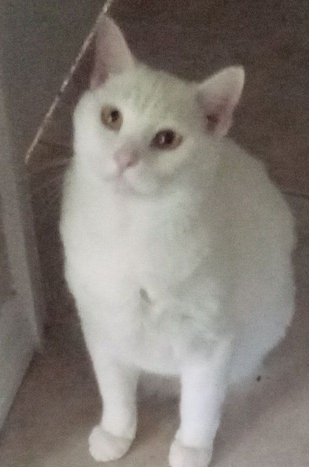 Bunny, adoptable, Adult Male American Bobtail.