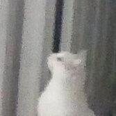 Bunny, an adoptable American Bobtail in Leesburg, FL image 2/2