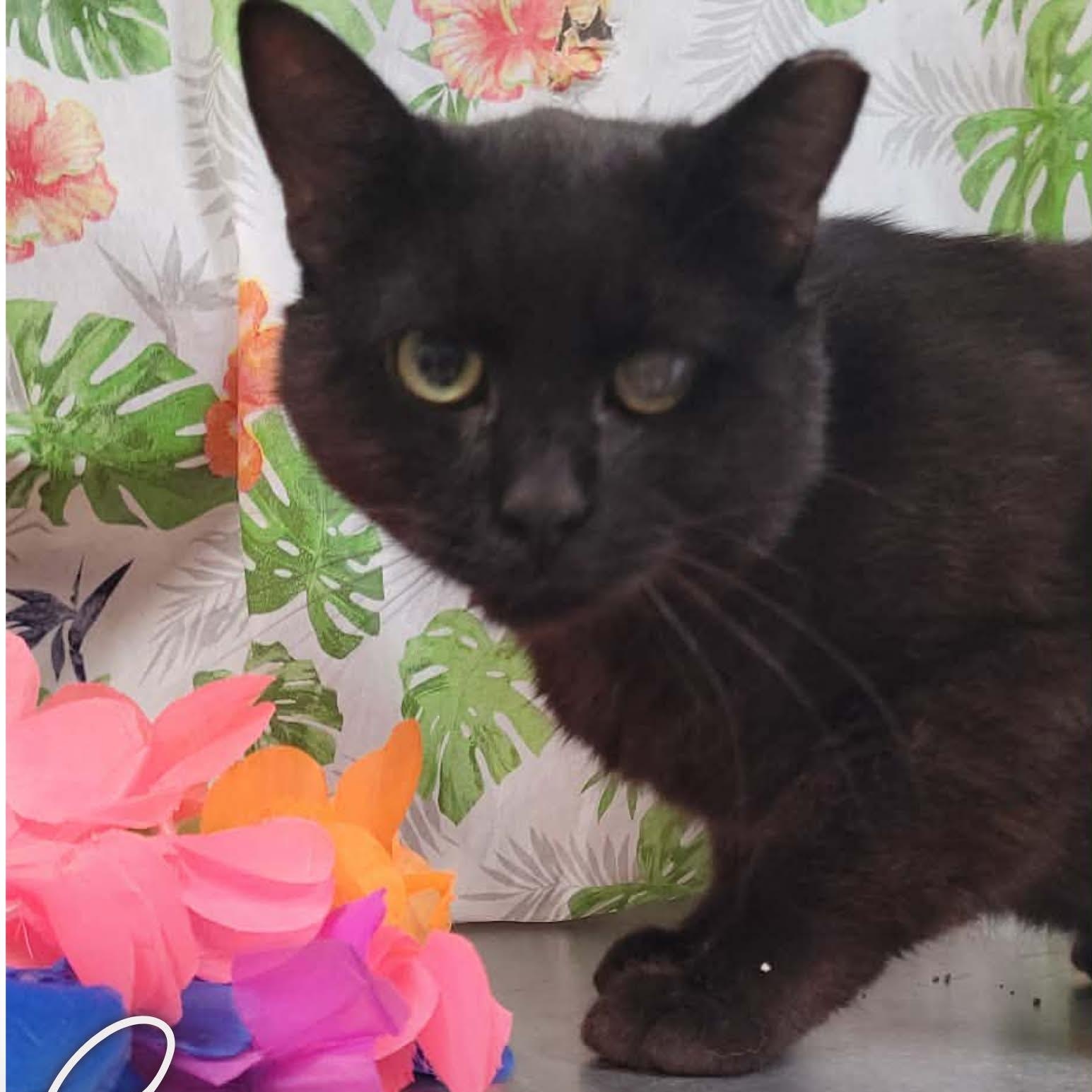 Samson, ADOPTABLE, Adult Male Domestic Short Hair.