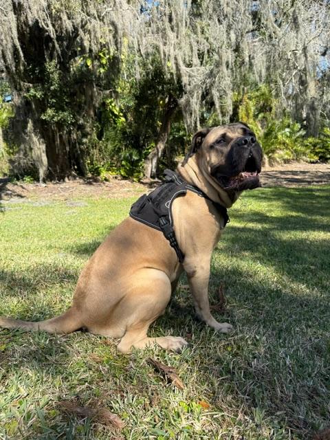 Enlarge Rip - Central Florida, a Adoptable Bullmastiff in Pottersville, NJ image 3/5