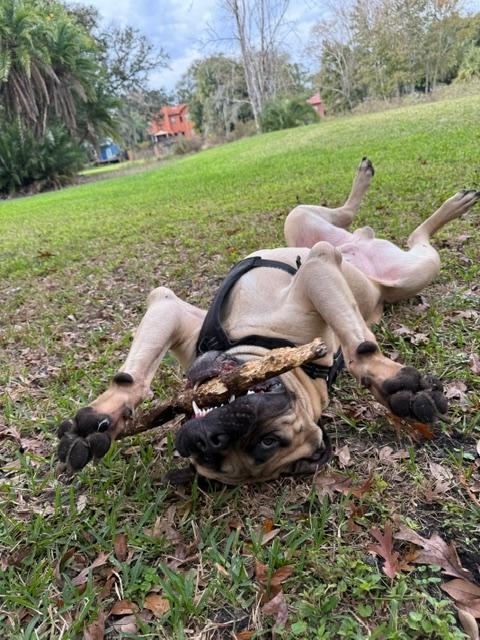 Enlarge Rip - Central Florida, a Adoptable Bullmastiff in Pottersville, NJ image 4/5