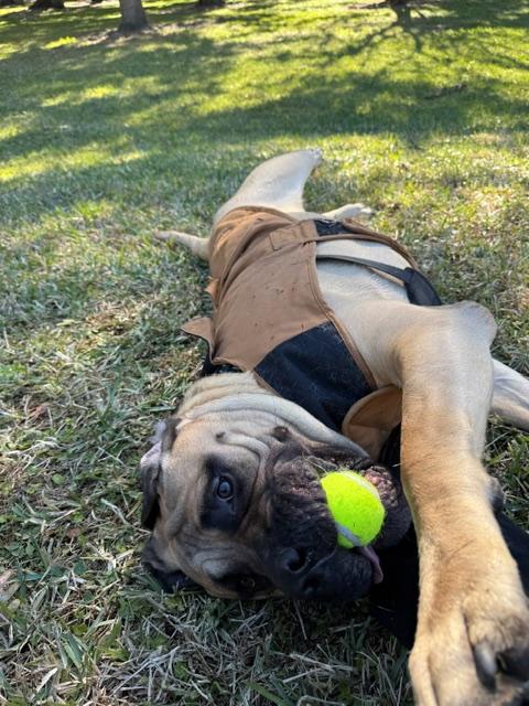 Enlarge Rip - Central Florida, a Adoptable Bullmastiff in Pottersville, NJ image 2/5