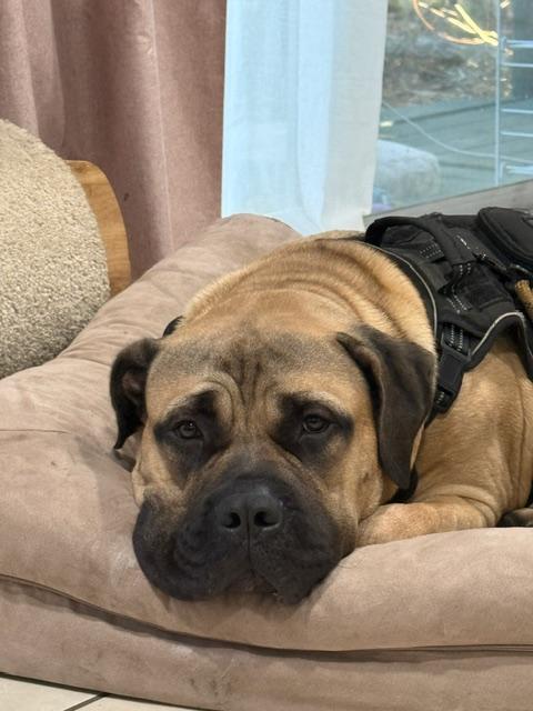 Enlarge Rip - Central Florida, a Adoptable Bullmastiff in Pottersville, NJ image 1/5