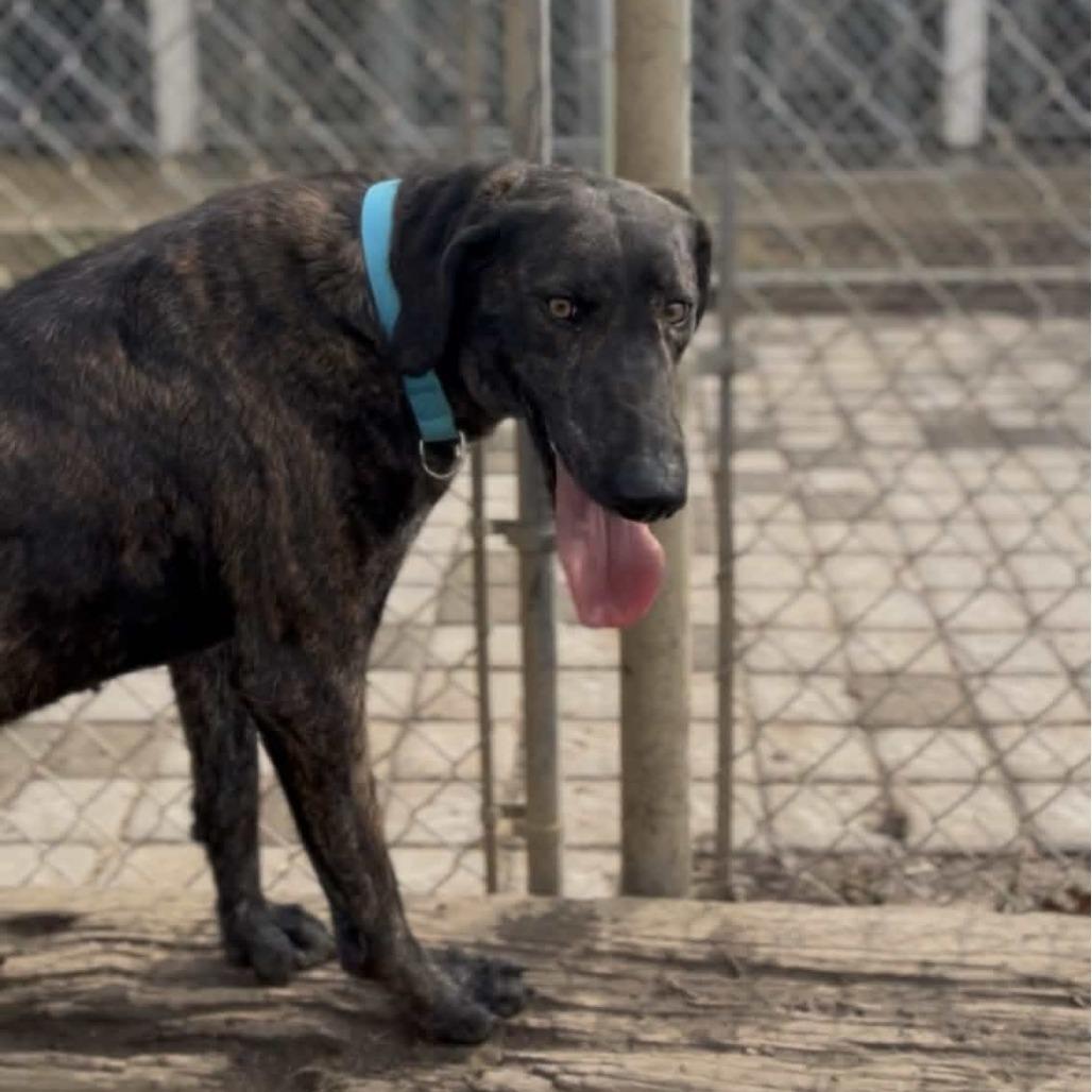 Enlarge Peppercorn, a Adoptable Plott Hound in Marysville, OH image 1/6