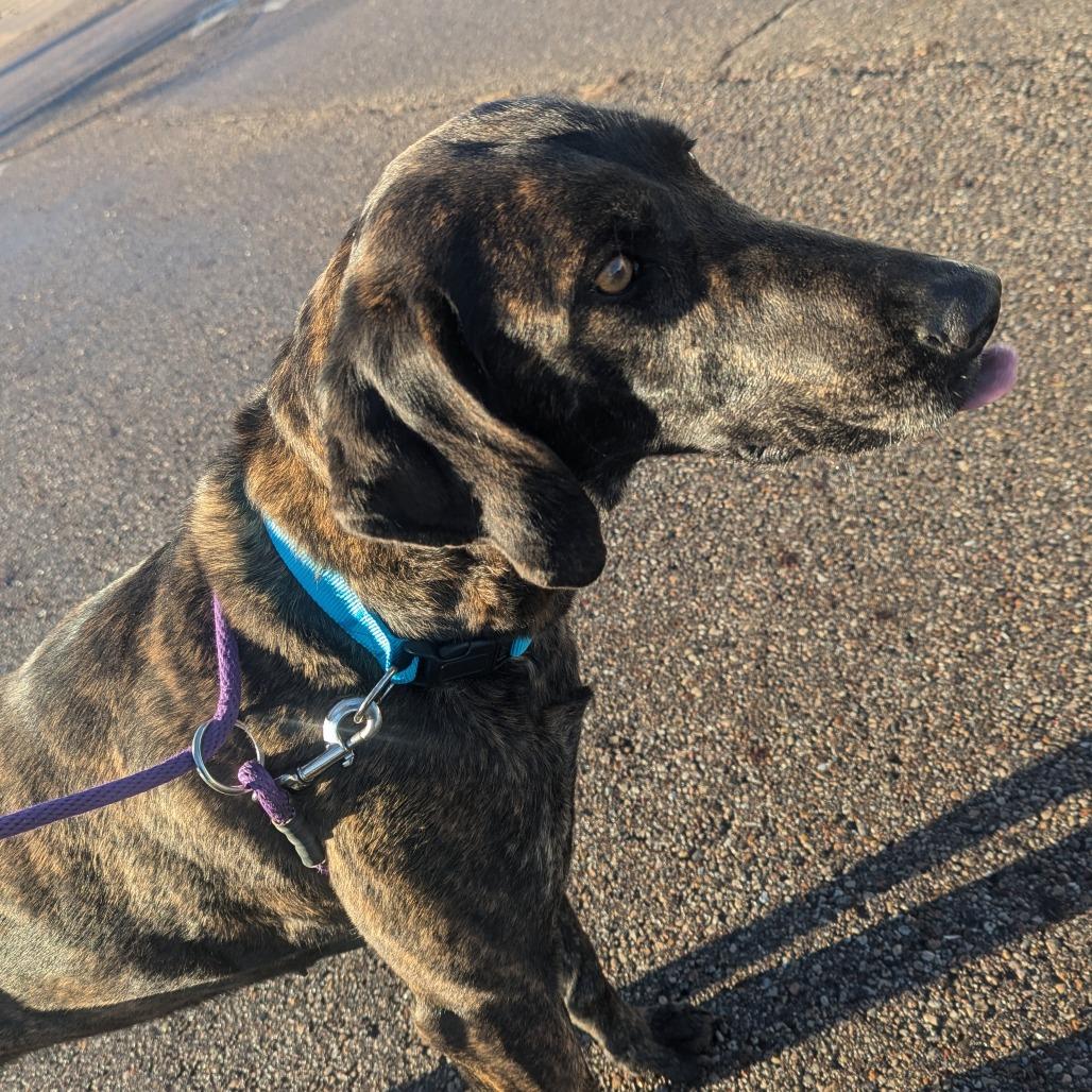 Peppercorn, Adoptable, Adult Female Plott Hound.