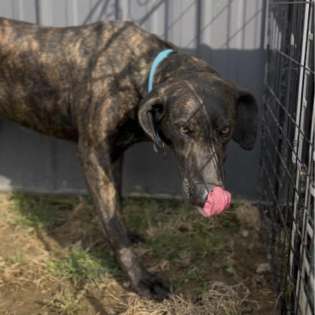 Enlarge Peppercorn, a Adoptable Plott Hound in Marysville, OH image 3/6