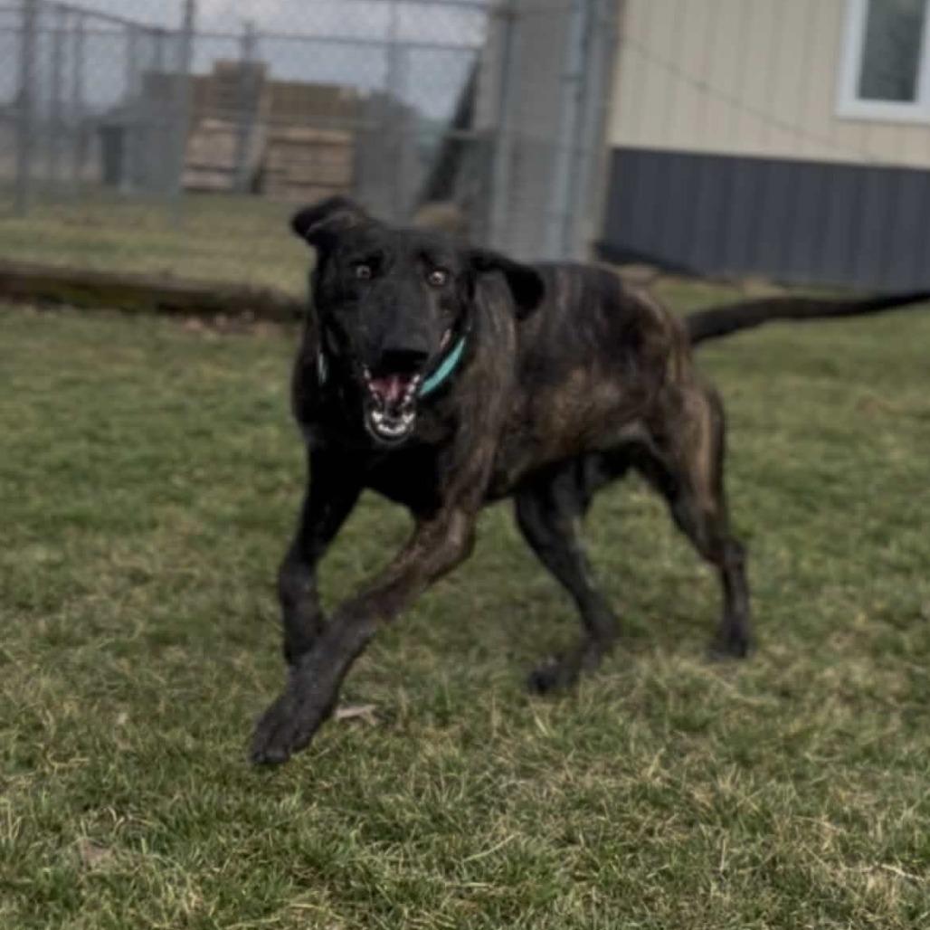 Enlarge Peppercorn, a Adoptable Plott Hound in Marysville, OH image 4/6