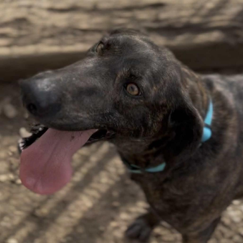 Enlarge Peppercorn, a Adoptable Plott Hound in Marysville, OH image 5/6
