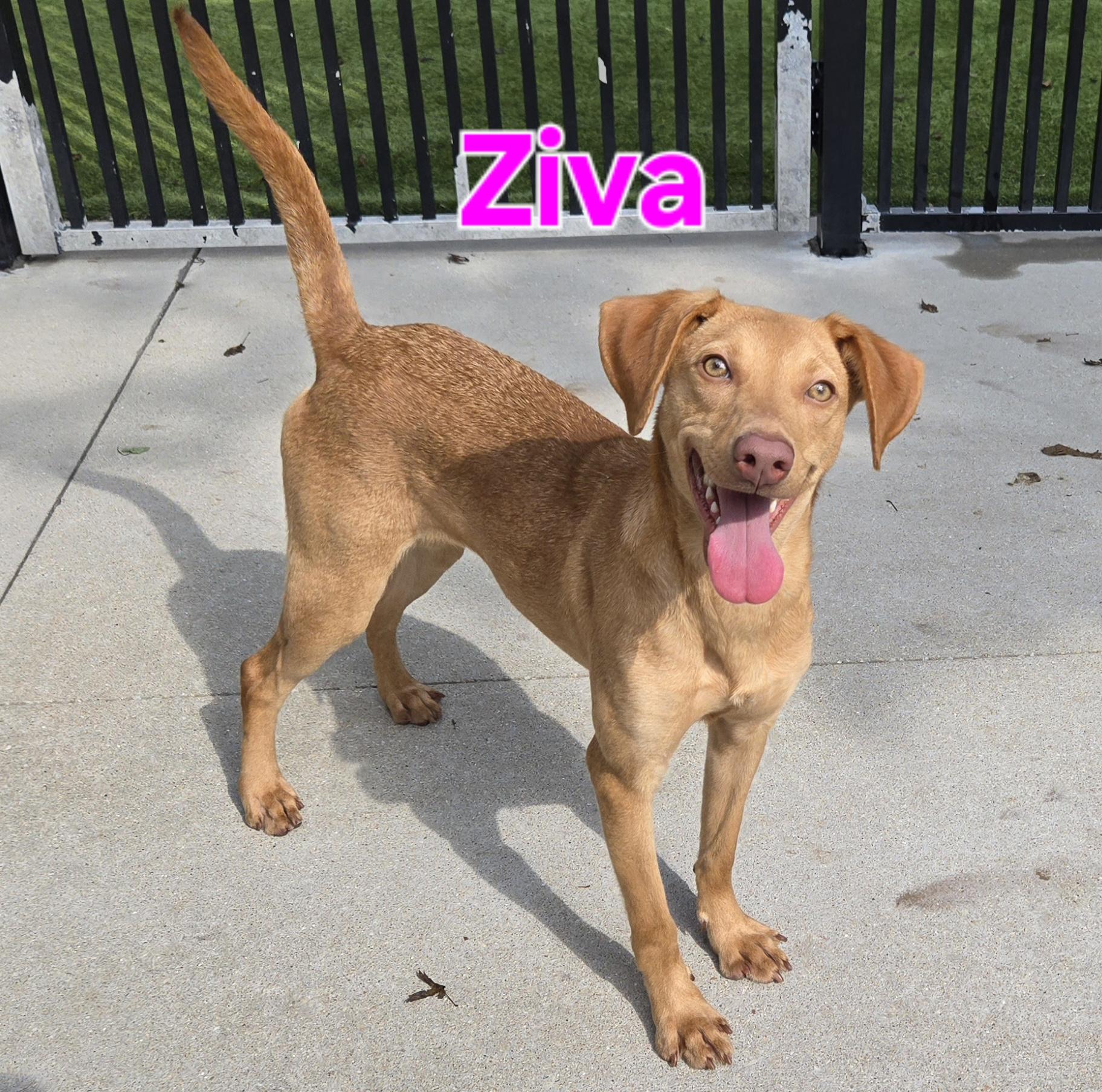 Ziva