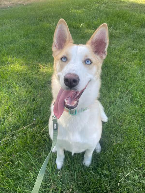Pumpkin, ADOPTABLE, Adult Female Anatolian Shepherd & Siberian Husky.